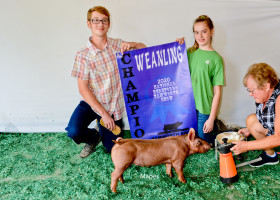 Champion Weanling Gilt 2020