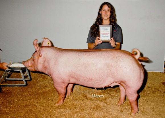 Reserve Junior Champion Open Show, D & H Show Stock