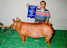 3rd Place Tamworth Gilt, Mitchell Concanan