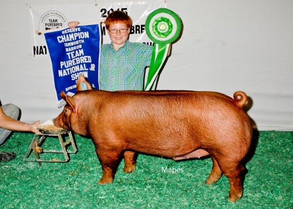 Reserve Champion Barrow and Champion Bred and Owned Barrow, Cody Hankes