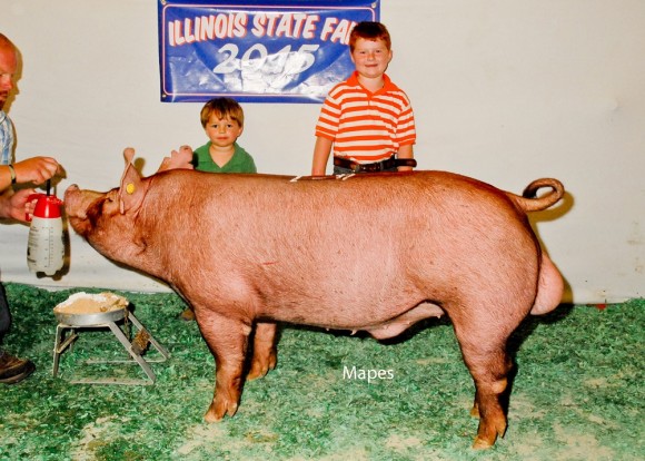 Reserve Senior Boar, Golden Acres Farm