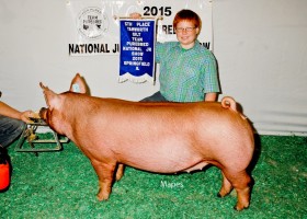 5th Place Tamworth Gilt, Cody Hankes