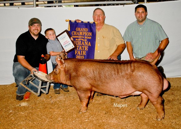Grand Champion Boar Open Show, Clint High Farms