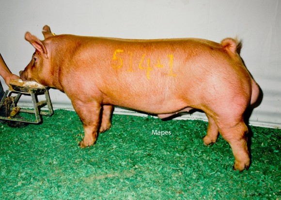 Grand Champion Tamworth Boar, Sugar Creek Genetics