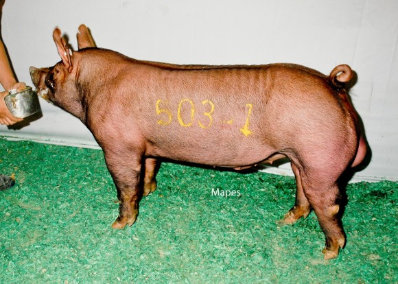 Reserve Grand Champion Boar, Clint High Farms