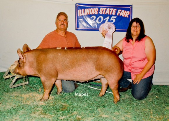 Reserve Grand Champion Gilt, Clyde James Family