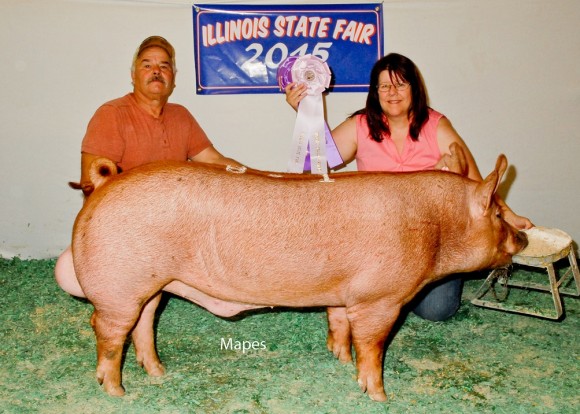Reserve Grand Champion Boar, Clyde James Family