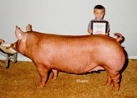 Junior Champion Open Show, Clint High Farms