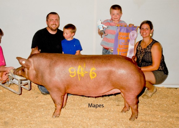 Reserve Grand Champion Gilt, Wade Smith
