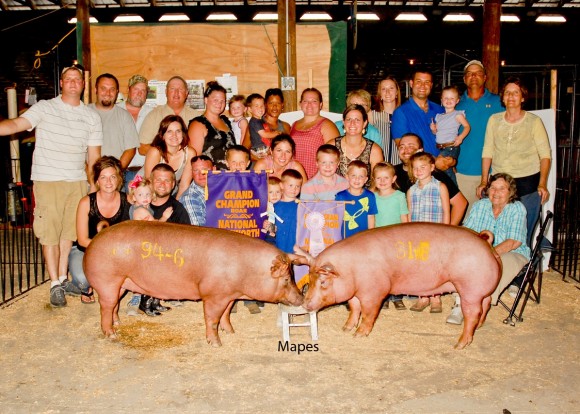 Grand and Reserve Grand Champion Gilts, Clint High Farms