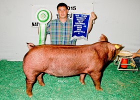 3rd Place Tamworth Barrow and Reserve Bred and Owned Barrow, Rose Moore