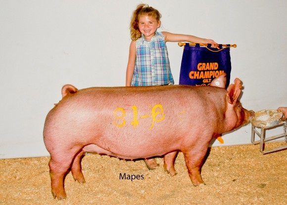 Grand Champion Gilt, Clint High Farms