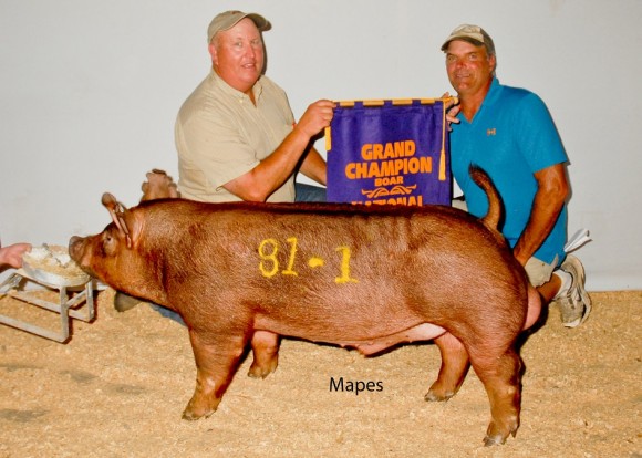 Grand Champion Boar, Clint High Farms