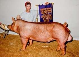 Grand Champion Boar, Samuel Diehm