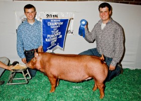 Reserve Champion Tamworth Gilt, Corey Jodrey