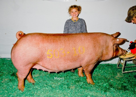 Champion Bred Tamworth Gilt, Clint High Farms