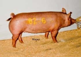 Reserve Senior Gilt, D & H Show Stock