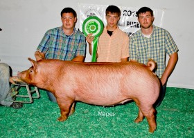 Champion Bred and Owned Gilt, Joseph Moore