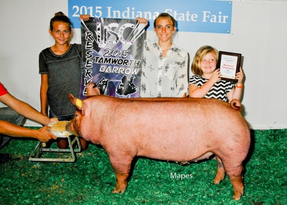 Reserve Champion Barrow Junior Show and Reserve Tamworth Barrow IJSC, Cylee Morris