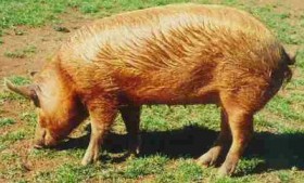 Tamworth pig