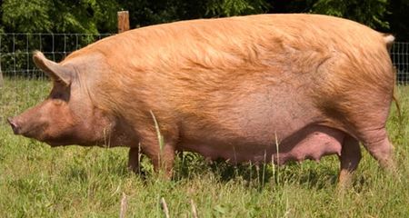 Tamworth pig