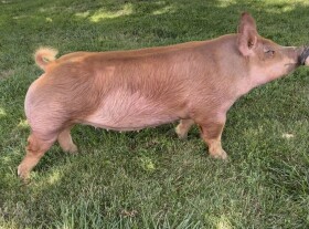 This gilt will sell at the 2021 National Show.  All proceeds from the sale of this gilt will benefit the scholarship fund.  Thank you to Peyton Hill and Troy Walker for your donation.