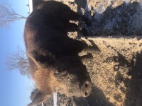 3 year old Boar for sale