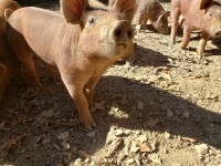 Three registered gilts and two boars